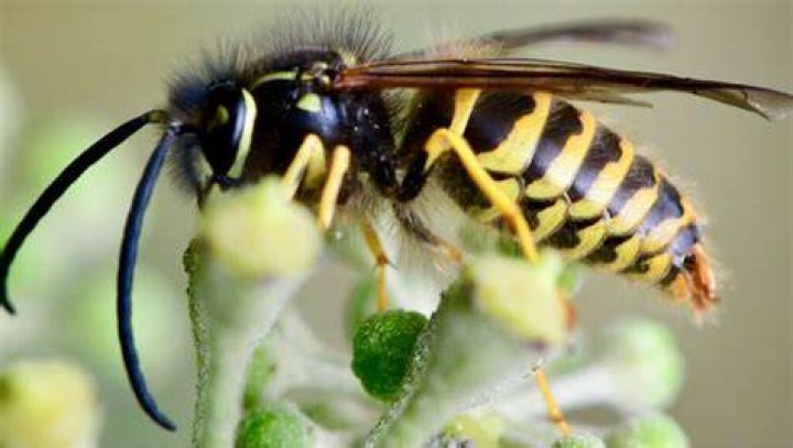 What kind of wasps live in California?