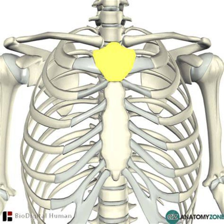 What landmark is at junction of the body and manubrium?