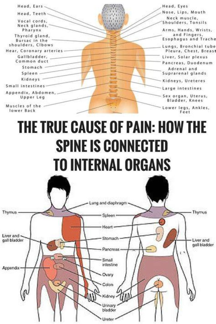 What organ is on your right side towards your back?