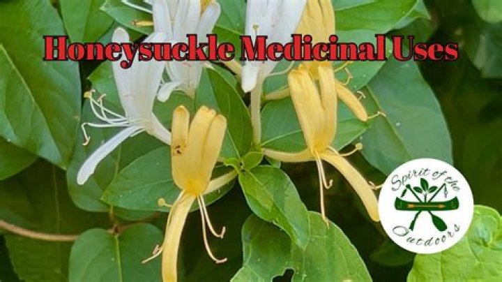 What part of honeysuckle is medicinal?