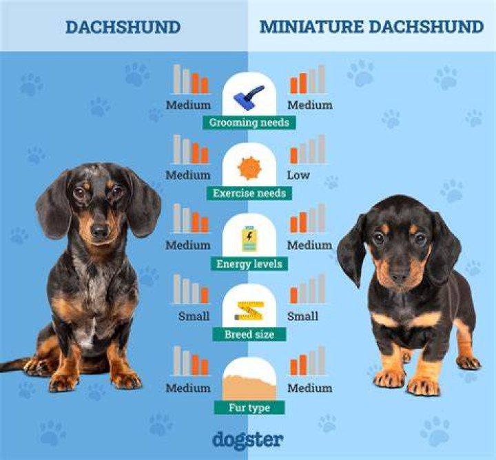 What should I name my miniature dachshund?