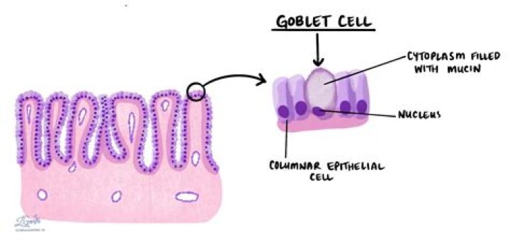 What type of epithelium are the goblet cells found in intestine?