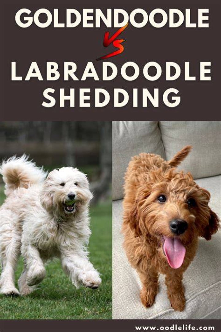 What type of Goldendoodle sheds the least?