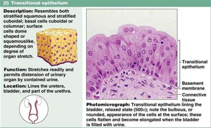 What urinary tubules are lined with transitional epithelium?