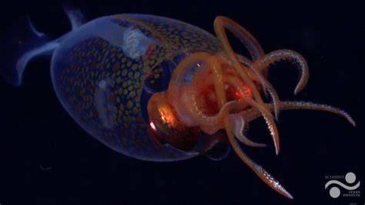 When was the last colossal squid found?