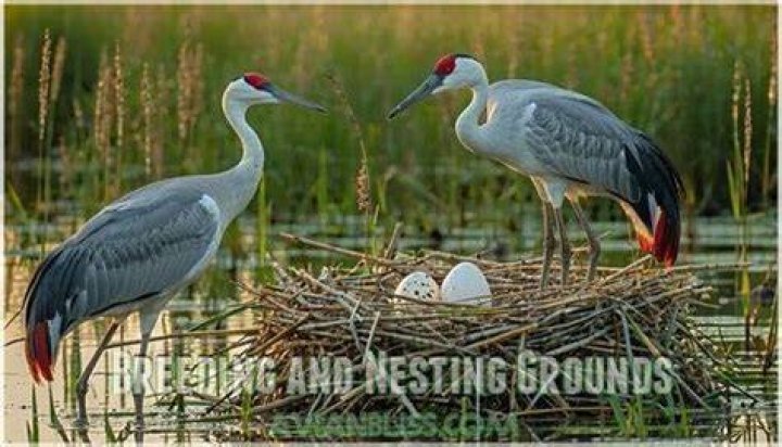 Where are the sandhill crane breeding grounds?