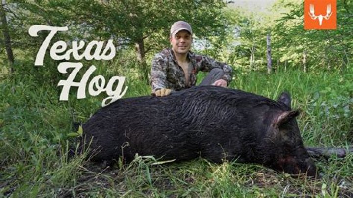 Where can I hunt hogs East Texas?