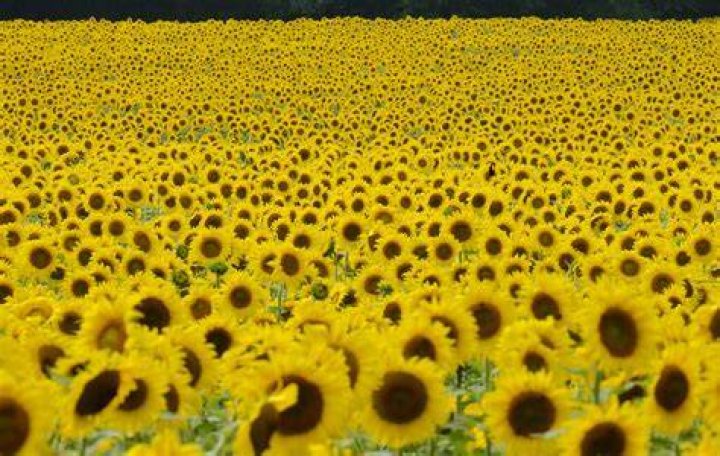 Where can I see sunflowers right now?
