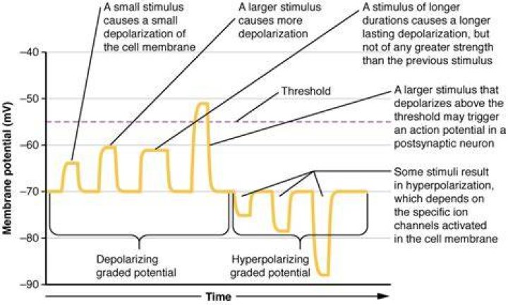 Where do graded potentials get converted into action potentials of the neuron?