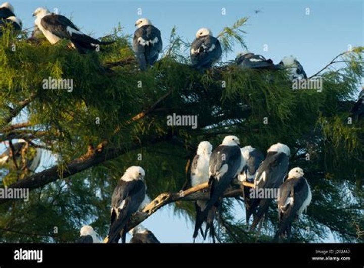 Where do swallow tail kites migrate to?