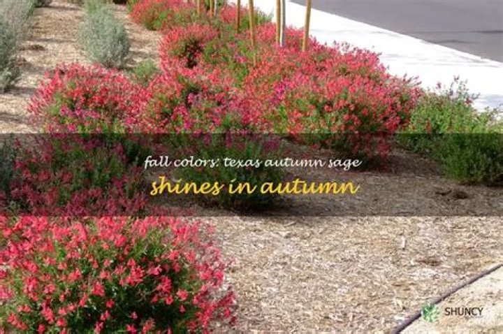 Where does autumn sage grow?