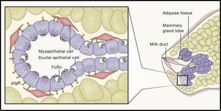 Which cells of mammary gland secretes milk?