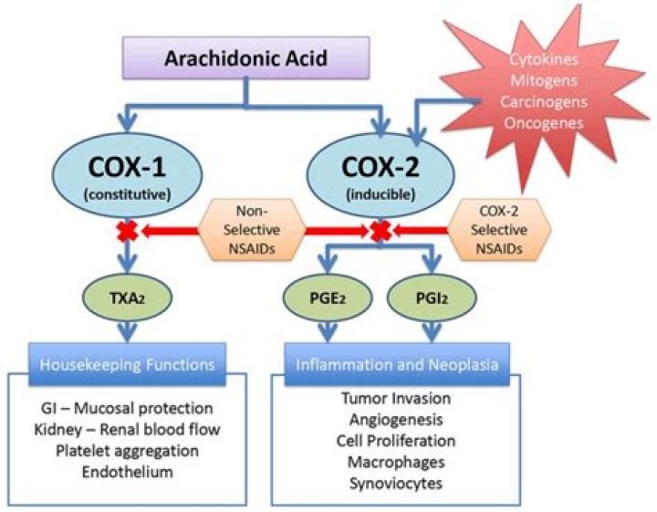 Which prostaglandins does COX-1 produce?