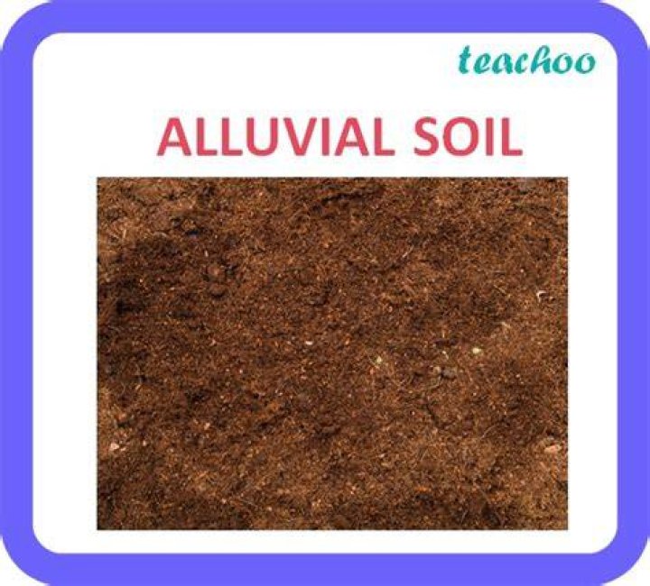 Why is alluvial soil yellow in colour?